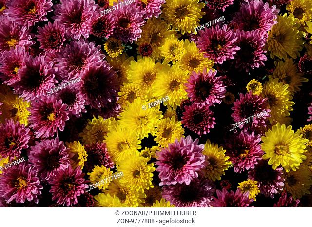 Chrysanthemum frutescens, Syn. Argyranthemum, Marguerite daisy