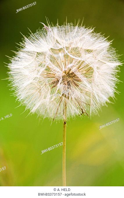 meadow goat's beard, jack-go-to-bed-at-noon, meadow salsifify (Tragopogon pratensis), fruiting, Germany, Hesse