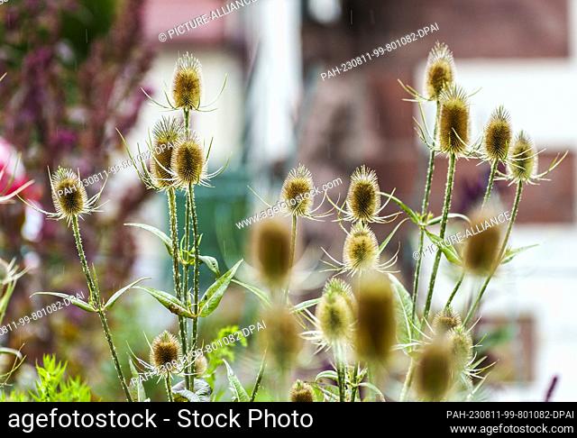 PRODUCTION - 03 August 2023, Hesse, Fulda: A cardoon bush (medicinal herb) stands in the monastery garden. The Benedictine Abbey of St