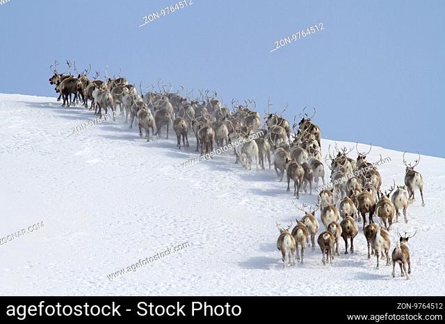 herd of reindeer running around the mountain winter sunny day