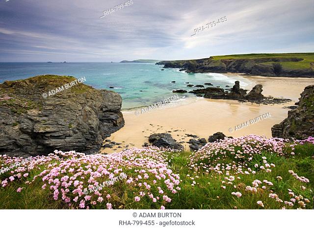 Sea thrift growing on the Cornish clifftops above Porthcothan Bay, Cornwall, England, United Kingdom, Europe