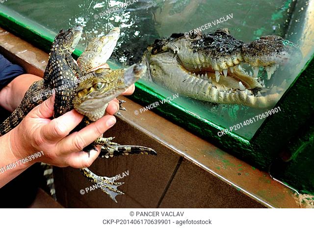 Crocodile Zoo director Miroslav Prochazka (not pictured) shows young endangered Mindoro Crocodiles, Crocodylus mindorensis