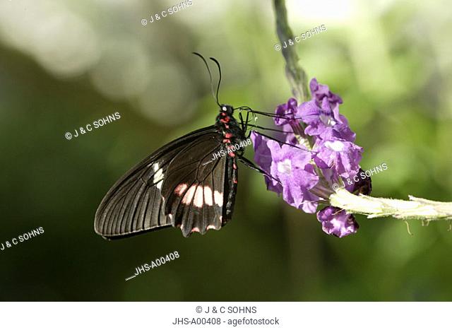 Pink cattle Heart, Parides iphidamas, Central America, Southamerica, imago on bloom
