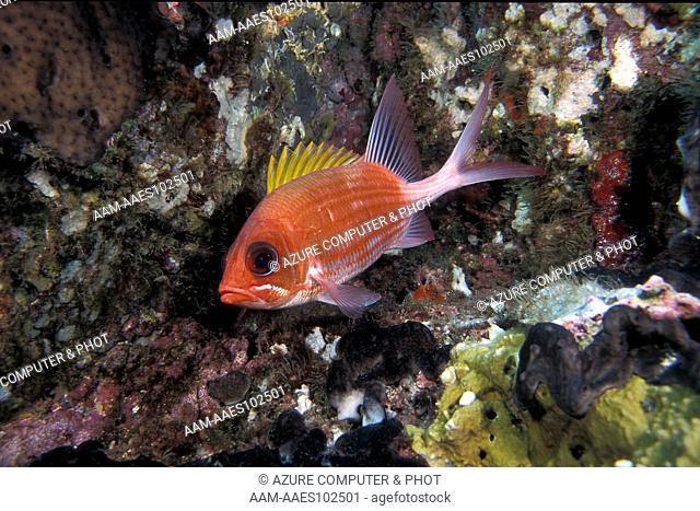 Squirrelfish (Holocentrus adscensionis) Stetson Bank FGBNMS, Gulf of Mexico