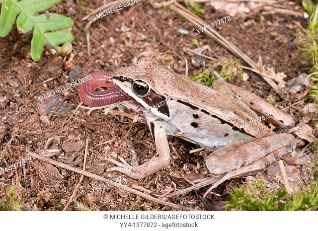 Wood frog, Rana sylvatica, eating common earthworm, night crawler, Lumbricus terrestris, Minnesota, USA