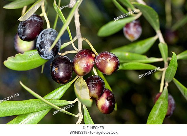 olive tree (Olea europaea ssp. sativa), olives on a tree