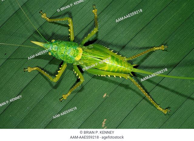 Horned Katydid/ Cone-headed Katydid (Copiphora rhinoceros) Costa Rica, loud, continous calls of adult horned katydids are one of the dominant sounds of the...