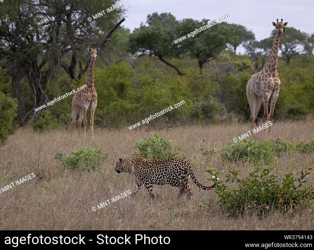 A leopard, Panthera pardus, walking past a pair of giraffe, Giraffa