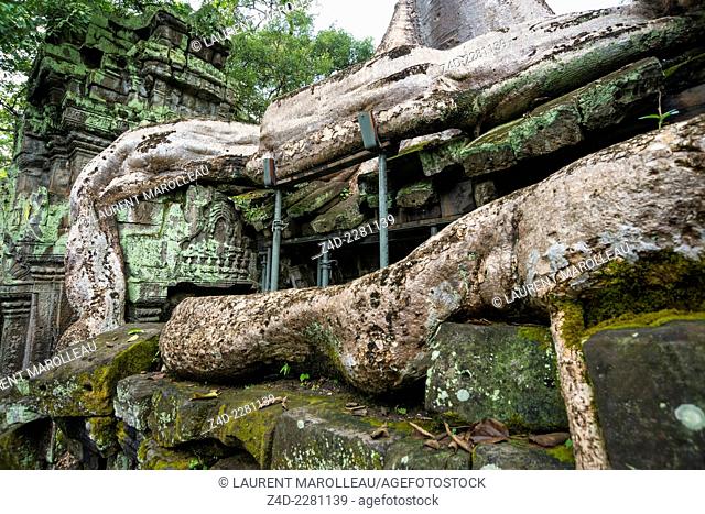 Stabilization and shoring of the giant tree roots growing over a building at Ta Prohm temple, built in the Bayon style largely in the late 12th and early 13th...