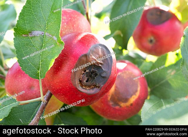 29 August 2022, Saxony, Coswig: Damaged apples hang from an apple tree at the opening of the Saxon apple season by the Saxon Fruit Association on a plantation