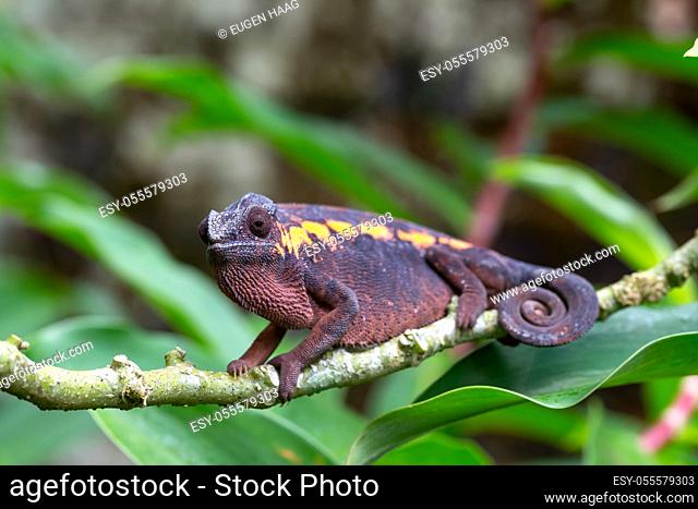 One earth-colored chameleon on a branch
