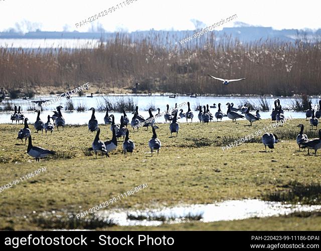 04 March 2022, Schleswig-Holstein, Oldsum: Barnacle geese stand in a meadow near Oldsum on the North Sea island of Föhr, looking for food