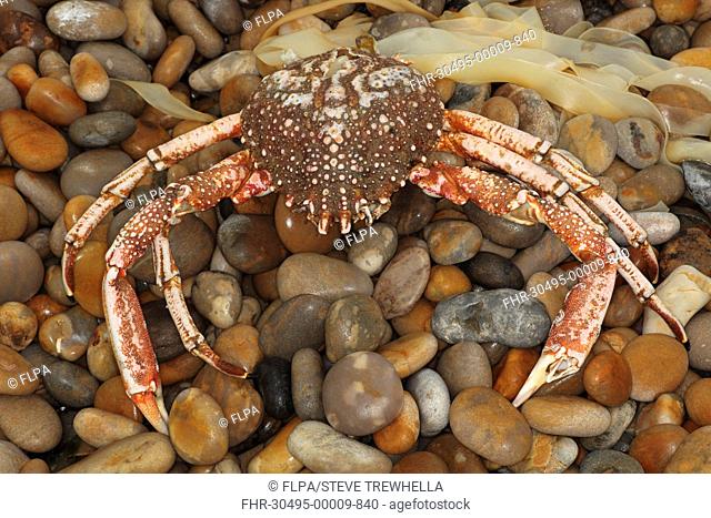 Spiny Spider Crab Maia squinado dead adult, washed up on beach strandline, Chesil Beach, Dorset, England, july
