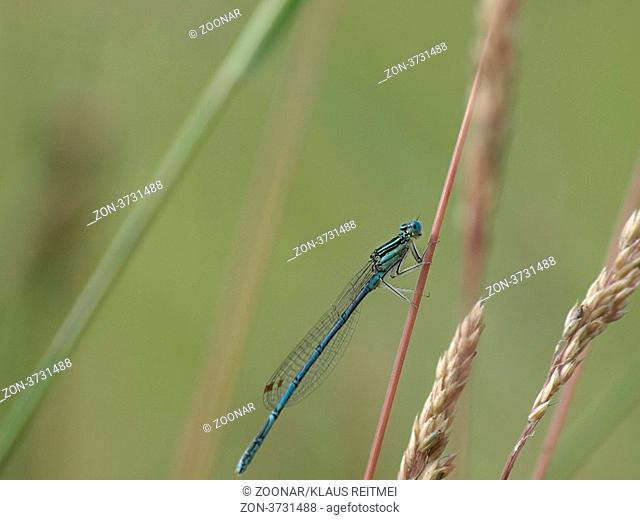 Blaue Federlibelle / Gemeine Federlibelle / Platycnemis pennipes / White-legged Damselfly / Blue Featherleg