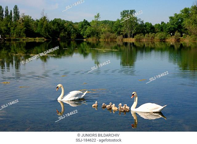 Mute Swan (Cygnus olor). Couple with cygnets swimming on an oxbow lake. Germany