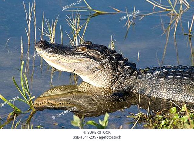 American alligator Alligator mississipiensis swimming in a lake
