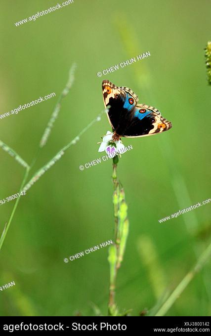 Nymphalid butterfly, junonia orithya, blue pansy, asia