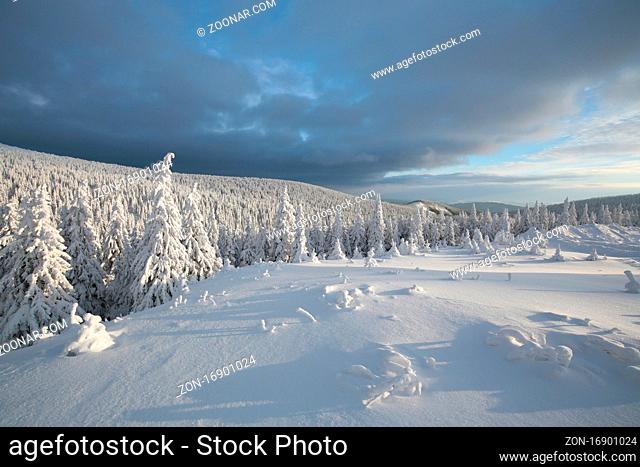 Spruce trees covered with snow on the mountain top, Altvater Mountain, Czech Republic