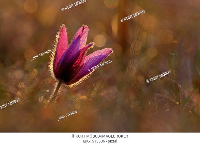 Common Pasque Flower (Pulsatilla vulgaris) in the early morning, backlight