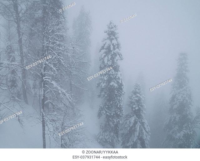 Snowy forest in the clouds on North slope Aibga Ridge Western Caucasus
