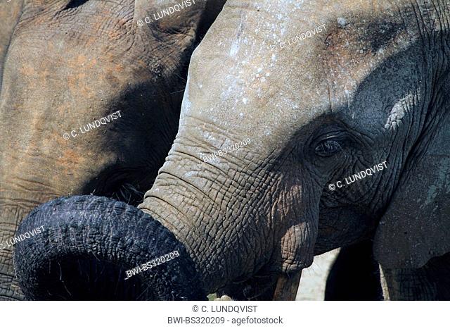 Forest elephant, African elephant (Loxodonta cyclotis, Loxodonta africana cyclotis), portrait of a sub adult, Central African Republic, Sangha-Mbaere