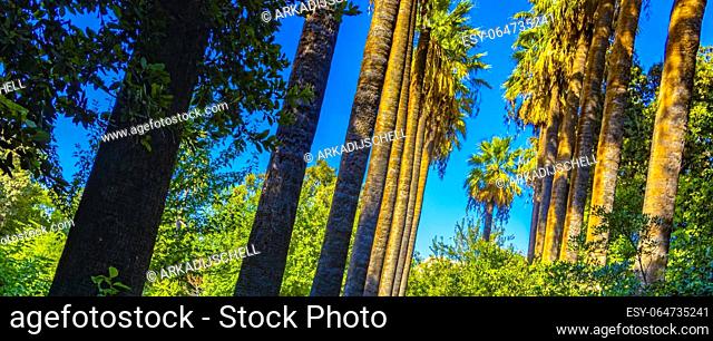 Extremely tall beautiful palm trees and blue sky in Athens Attica Greece