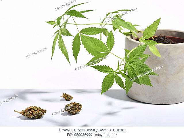 Marijuana buds and marijuana bush isolated on white background. Studio shot