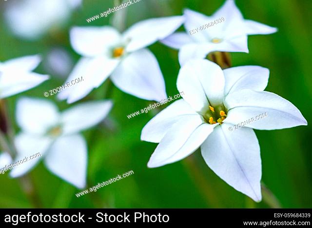 Closeup of white spring flower Ipheion uniflorum