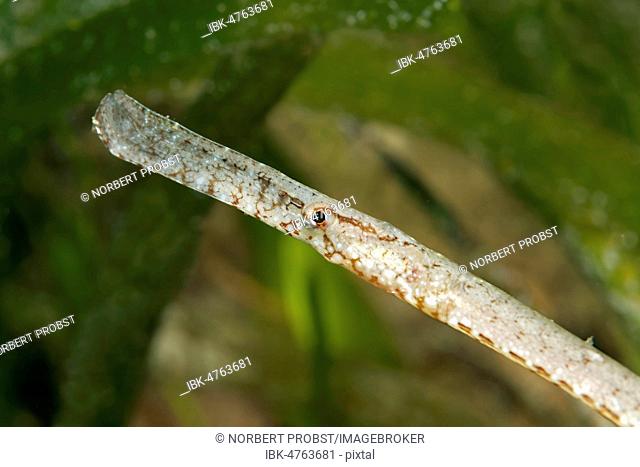 Broadnosed pipefish (Syngnathus typhle), Mediterranean Sea, Southern Cyprus, Cyprus