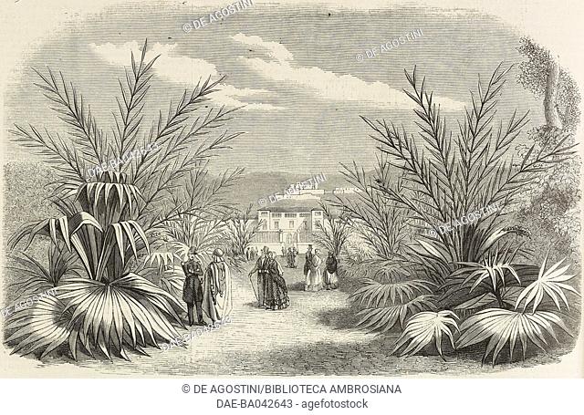 Date palms and Arecacee, Hamma botanical garden, near Algiers, Algeria, from a drawing by Liogier, illustration from L'Illustration, Journal Universel, No 562