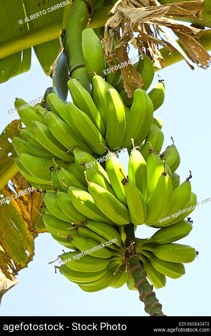 Unripe Bunch of Green Bananas on a Banana Tree