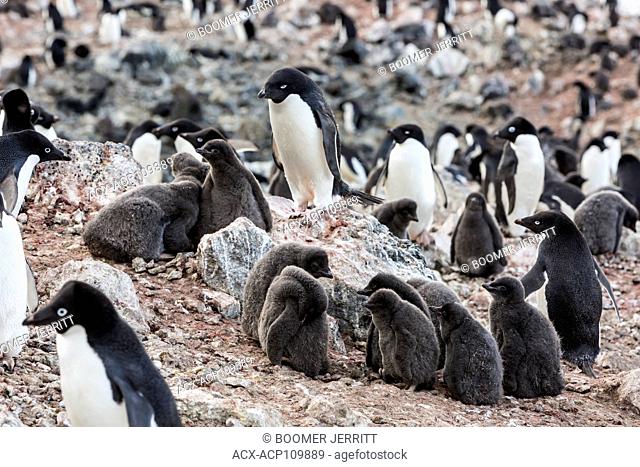 A large Adelie Penguin colony exists on Paulet Island, near the tip of the Antarctic Peninsula