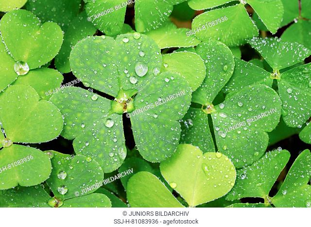 Wood Sorrel (Oxalis acetosella), leaves with dew drops, Switzerland