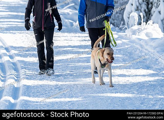 03 December 2023, Baden-Württemberg, Baiersbronn: Two people walking their dog along the Lothar Trail in the Black Forest National Park