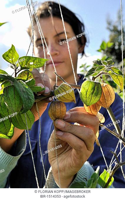 Young woman harvesting Cape gooseberries (Physalis peruviana), Mochuelo Alto, Bogota, Colombia, South America