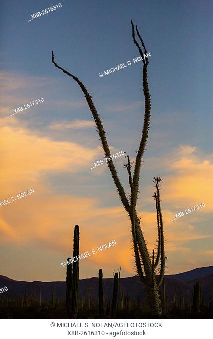 Boojum tree, also called Cirio, Fouquieria columnaris, at sunset near Bahia de Los Angeles, Baja California, Mexico