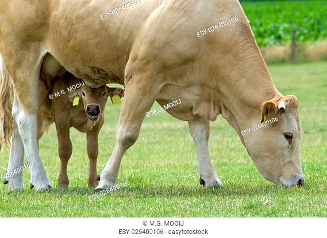 Grazing cow with her baby playing hide and seek