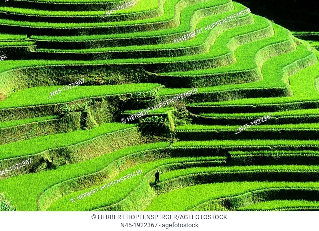 Yuanyang; A Farmer is checking his Ricefield; Rice Terrace; Rice Paddies; Terraced Rice Fields; China