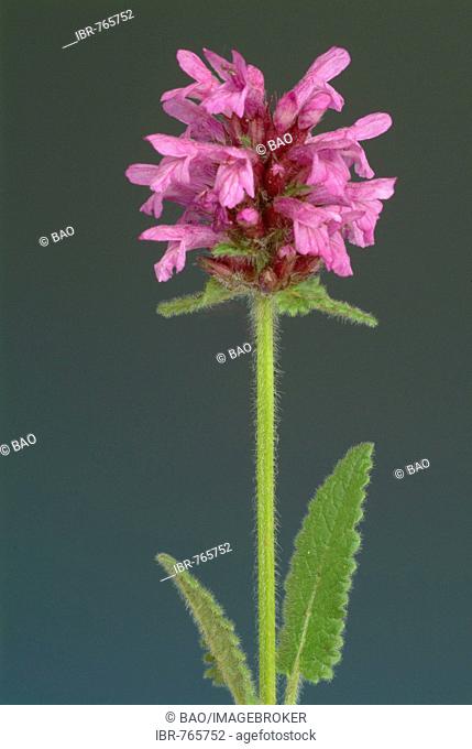 Purple Betony, Wood Betony or Bishop's Wort (Stachys officinalis, Betonica officinalis), medicinal plant