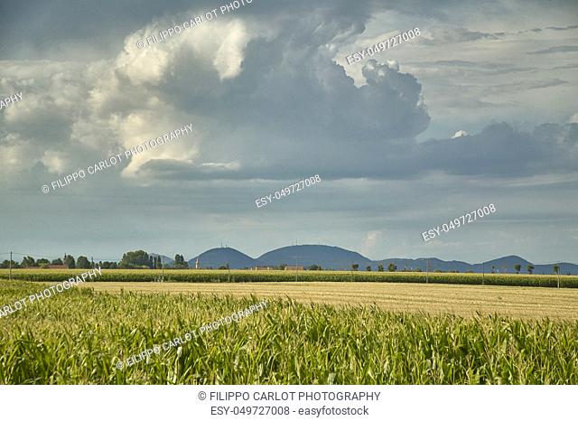 Corn field with background of a thunderstorm and some hills, example of rural landscape of the Rovigo areas in Italy