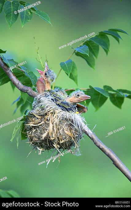 Golden (Oriolus oriolus) Orioles, chicks in nest, Bulgaria, Europe