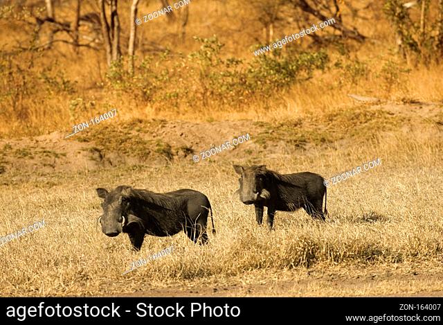 Two warthogs in the bush of the sabie sand game reserve in southafrica
