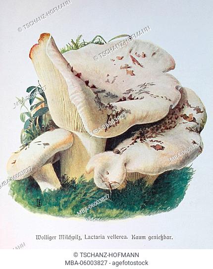 Fungus, Lactarius vellereus, digital reproduction of an illustration by Emil Doerstling (1859-1940)