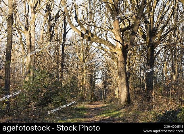 Path lined with large bare oaks, Forest of Rambouillet, Haute Vallee de Chevreuse Regional Natural Park, Yvelines department, Ile-de-France region, France
