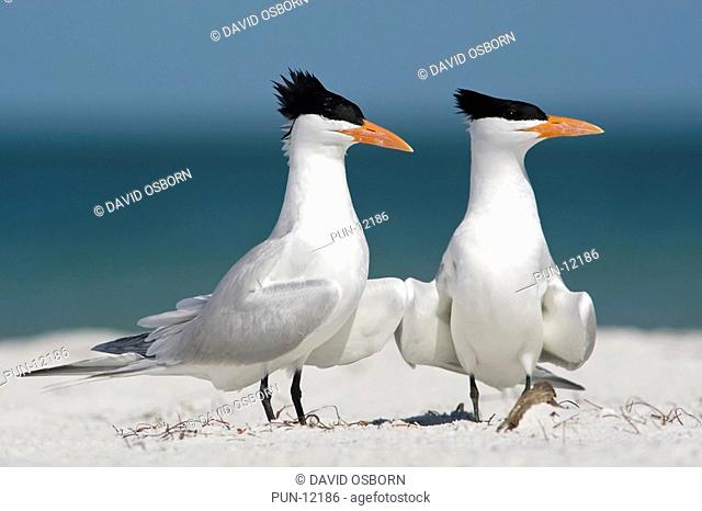 A pair of courting Royal Tern