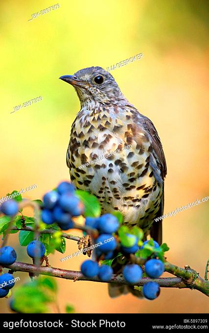 Song thrush (Turdus philomelos) sits on a branch (Prunus spinosa) , Solms, Hesse