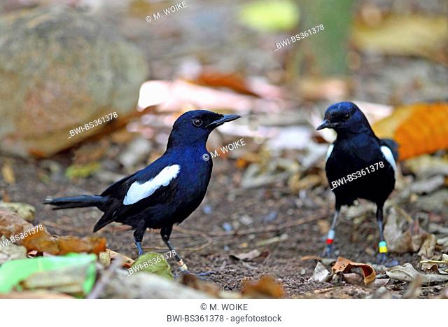 Seychelles magpie robin (Copsychus sechellarum), two adults on the feed on the ground, Seychelles, Cousin Island