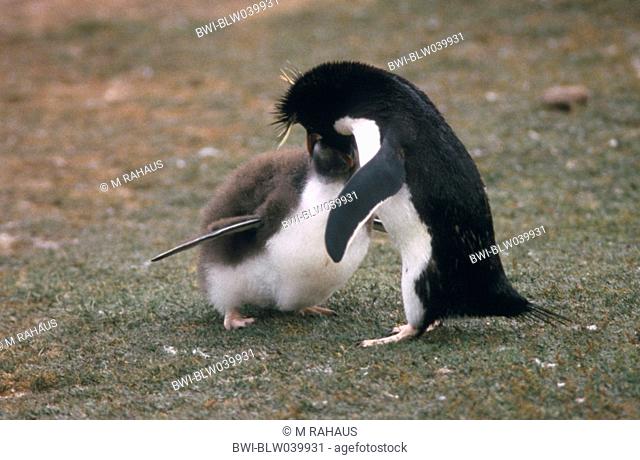 rockhopper penguin Eudyptes chrysocome, feeding the chick, Falkland Island, Saunders Island, The Neck, Feb 04