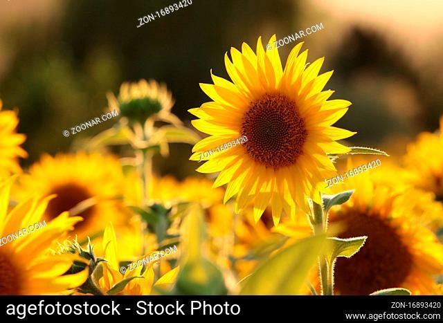 Sunflower - Helianthus annuus in the field at dusk