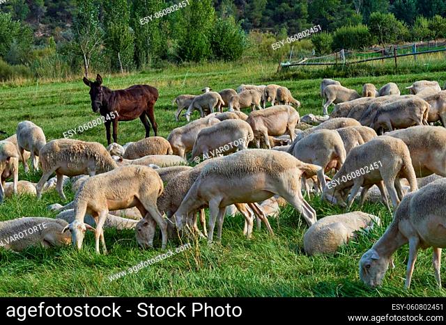 Donkey and Herd of sheep grazing in a meadow in Aragon. Sunny summer day